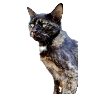 Tortoiseshell Cat With Captivating Green Eyes In An Outdoor Setting, Showcasing Natural Beauty. 13042 - Cat PNG image with transparent background
